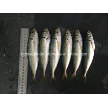 Neue Fisch Runde Scad zum Verkauf (14-18cm)